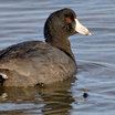 American Coot